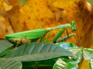 Praying mantis shaped green leaf