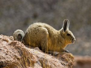 Southern viscacha (Sur Lipez Desert, Bolivia)