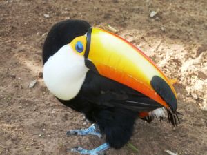 Toucan on dry land