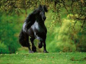 Black horse trotting by a green meadow