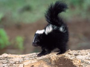 Little skunk