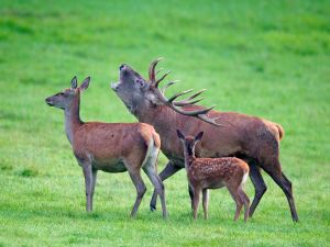 Family of deer in the forest of Freyr (Belgium)