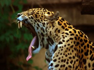 The jaws of a jaguar