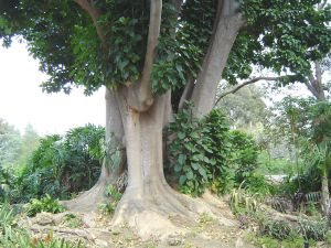 Ombú Tree (Phytolacca dioica)