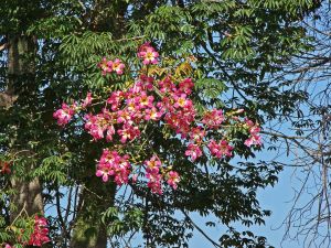 Blossoming branches of Ceiba Speciosa (palo borracho)