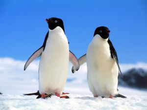 Two penguins holding hands