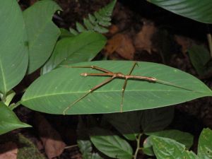 Stick bug on a green leaf