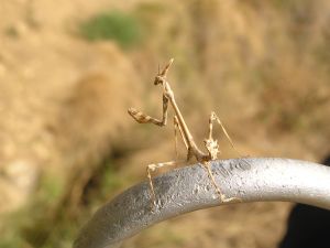 Upright stick insect