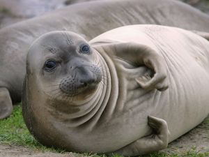 Elephant seal (Mirounga)