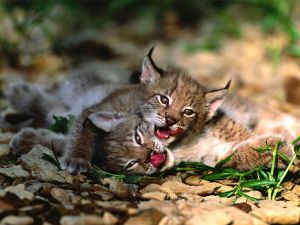 Lynx cubs