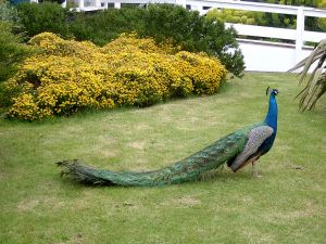 The long tail of a peacock