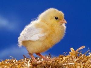 Chick over blue background