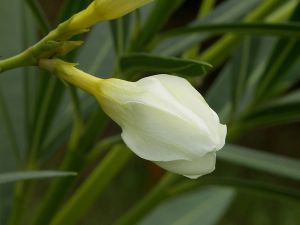 Cocoon oleander (Nerium oleander)