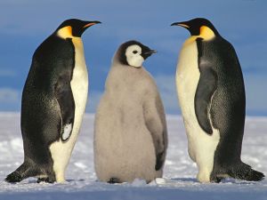 Family of penguins