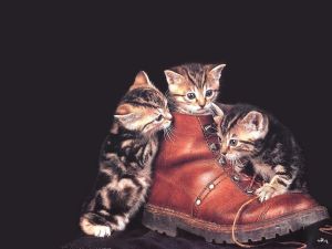 Kittens playing with a boot