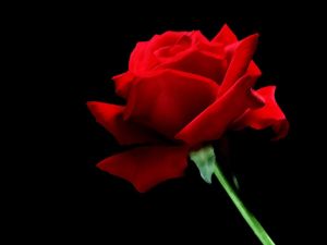 3D Red Rose