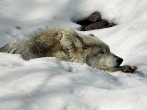 Wolf lying in the snow