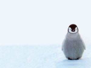 Small solitary penguin
