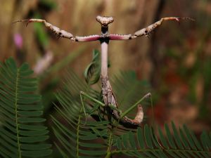 Praying mantis in threatening position