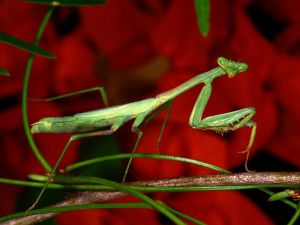 Green mantis on a branch