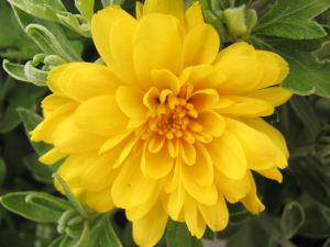 Beautiful flower with yellow petals