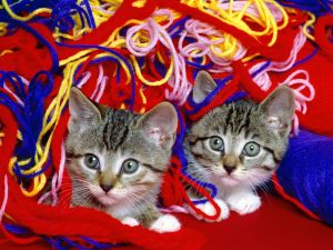 Kittens hidden in the wool