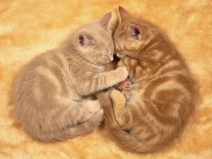 Kittens sleeping together
