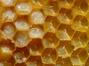 Honeycomb of honey bees (Apis mellifera) with eggs and larvae