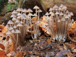 Group of fungi "Mycena inclinata"