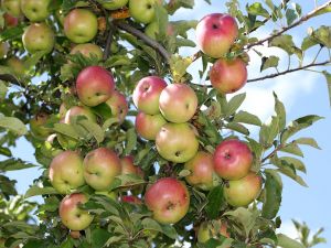 Apples on the apple tree