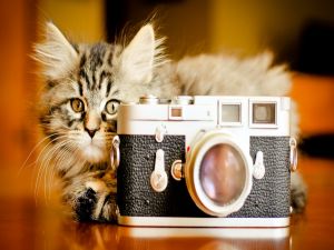 Photographer cat