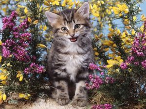 Cat amongst flowers