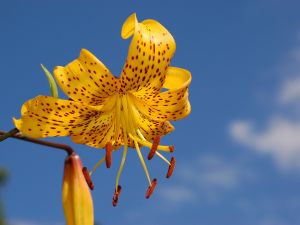 Mottled yellow Lilium