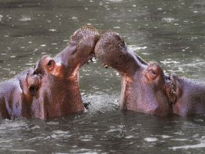 Hippos at Whipsnade Zoo (Bedfordshire, England)