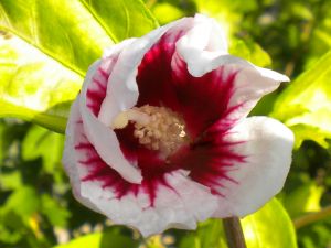 Delicate white flower with reddish tones