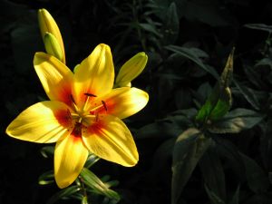 Lilium flower opened