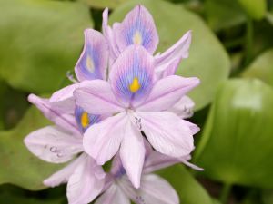 Water Hyacinth Flower
