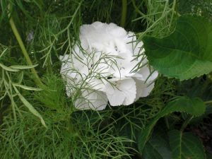 Hydrangea flower hidden among vegetation