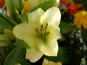 Lilium flower cream colored