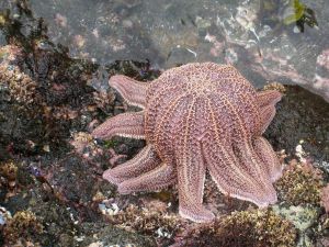 Reef starfish (Stichaster australis)
