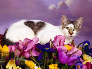 Cat over flowers