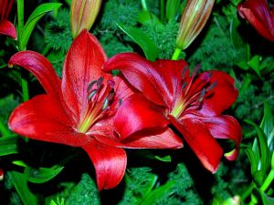 Bright red lilies