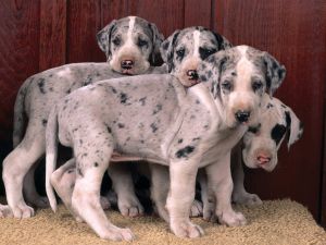 Four puppies Great Dane