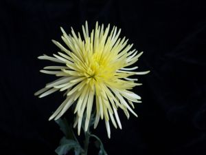 A delicate yellow flower