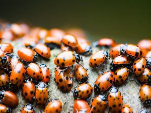 Many ladybugs