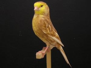 Slender canary