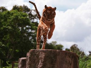 Tiger jumping