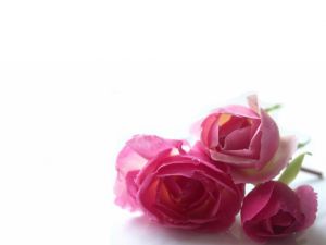 Three roses