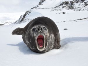 Elephant seal on South Georgia