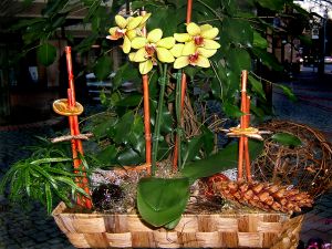 Flower arrangement with an orchid plant